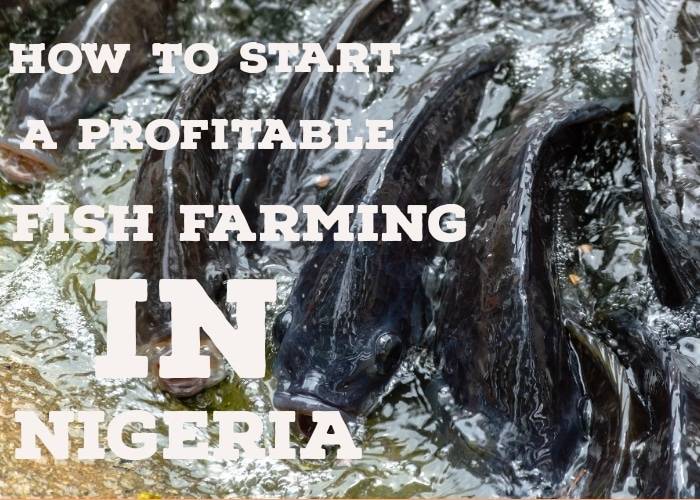 How To Start A Profitable Fish Farm In Nigeria