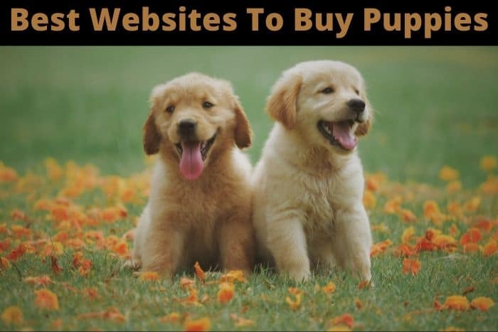 Best Websites To Buy Puppies in 2023