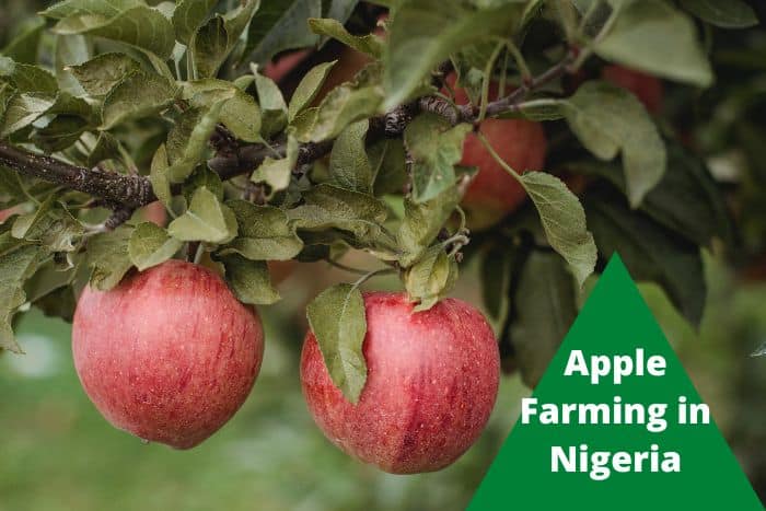 How to Start Apple Farming in Nigeria
