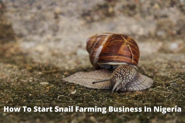 How To Start Snail Farming Business In Nigeria