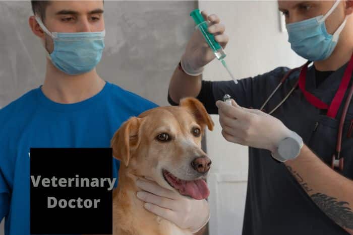 Where to Study Veterinary Medicine in Nigeria