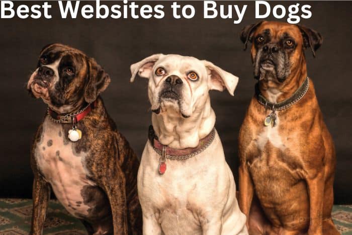 15 Best Websites to Buy Dogs
